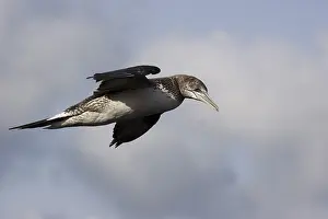 Drucke von Junges Möwchen in Flug Basstölpel Drucke: Junges Möwchen im Flug.