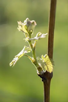Grapevine Spring Drucke: Young leaves of a grapevine in spring