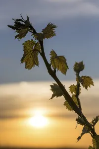 Viticulture Germany Drucke: Young leaves of a grapevine in spring