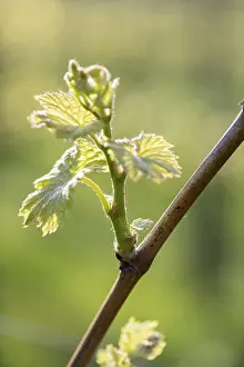 Central European Viticulture Drucke: Young leaves of a grapevine in spring