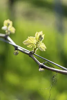 Viticulture Germany Drucke: Young leaves of a grapevine in spring