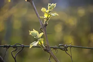Viticulture Germany Drucke: Young leaves of a grapevine in spring