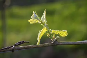 Baden Wurttemberg Vineyard Drucke: Young leaves of a grapevine in spring