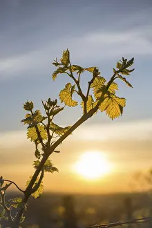 German Winegrowing Landscape Drucke: Young leaves of a grapevine in spring