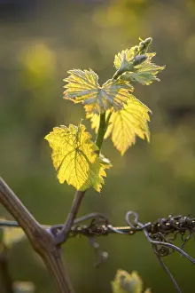 Springtime Viticulture Drucke: Young leaves of a grapevine in spring