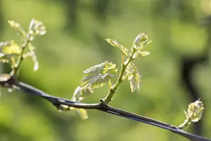 Viticulture Germany Drucke: Young leaves of a grapevine in spring