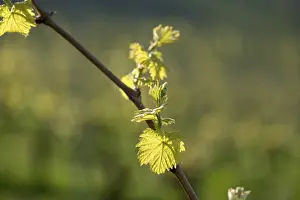 Viticulture Germany Drucke: Young leaves of a grapevine in spring