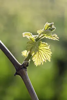 Viticulture Germany Drucke: Young leaves of a grapevine in spring