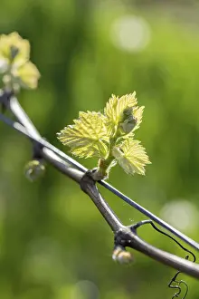 Grapevine Spring Drucke: Young leaves of a grapevine in spring