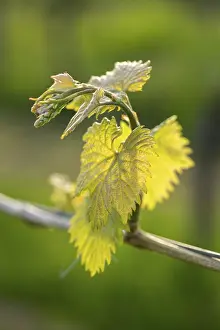 Empty Vineyard Scene Drucke: Young leaves of a grapevine in spring