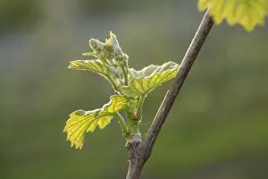 Grapevine Spring Drucke: Young leaves of a grapevine in spring