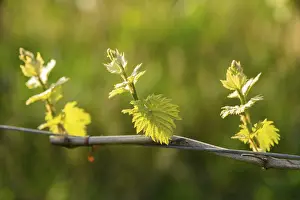 Winegrowing In Germany Drucke: Young leaves of a grapevine in spring