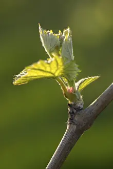 Viticulture Germany Drucke: Young leaves of a grapevine in spring