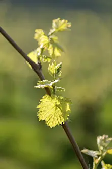 Baden Wurttemberg Vineyard Drucke: Young leaves of a grapevine in spring
