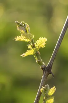 Central Europe Winegrowing Drucke: Young leaves of a grapevine in spring