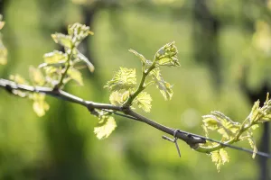 Southern Germany Viticulture Drucke: Young leaves of a grapevine in spring