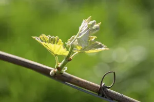 Grapevine Leaves Drucke: Young leaves of a grapevine in spring