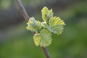 Grapevine Spring Drucke: Young leaves of a grapevine in spring