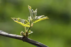German Winegrowing Practices Drucke: Young leaves of a grapevine in spring