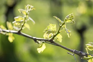 Vineyard Landscape Europe Drucke: Young leaves of a grapevine in spring