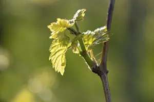 Viticulture Germany Drucke: Young leaves of a grapevine in spring