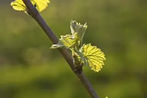 Central European Viticulture Drucke: Young leaves of a grapevine in spring