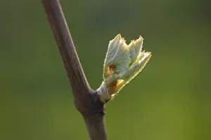 Viticulture Germany Drucke: Young leaves of a grapevine in spring