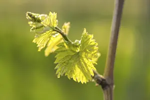 Grapevine Leaves Drucke: Young leaves of a grapevine in spring