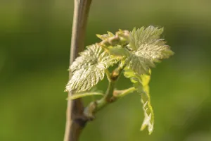 Baden Wurttemberg Vineyard Drucke: Young leaves of a grapevine in spring