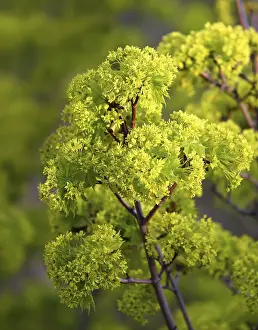 Deciduous Tree Photography Drucke: Young maple leaves in spring bloom