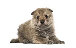 Carnivorous Animal Drucke: Young Mongolian wolf, or grey wolf
