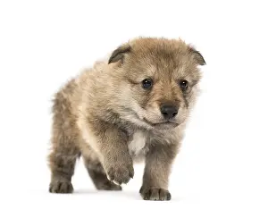 Grey Wolf Drucke: Young Mongolian wolf, or grey wolf