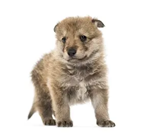 Grey Wolf Drucke: Young Mongolian wolf, or grey wolf