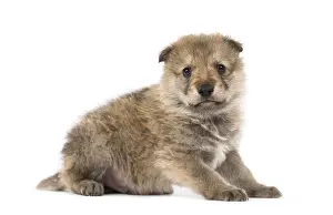 Grey Wolf Drucke: Young Mongolian wolf, or grey wolf