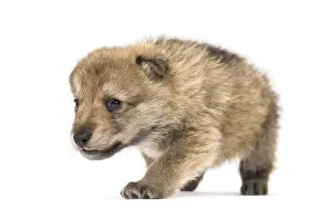 Grey Wolf Drucke: Young Mongolian wolf, or grey wolf