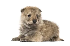 Grey Wolf Drucke: Young Mongolian wolf, or grey wolf