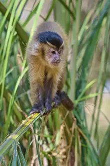 South American Animals Drucke: Young monkey curiously observing its environment from palm branches