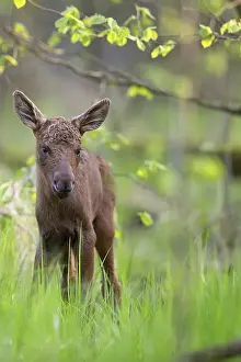 Forest Wildlife Photography Drucke: Young moose in the forest in the wild