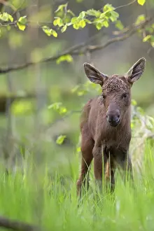 Forest Wildlife Photography Drucke: Young moose in the forest in the wild
