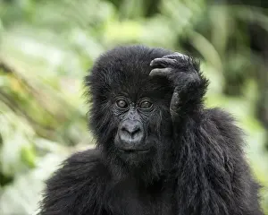 Drucke von Junges Berggorilla kratzt sich den Kopf, posiert in seinem natürlichen Lebensraum im Virunga-Nationalpark Republik Kongo Drucke: Junges Berggorilla kratzt sich den Kopf.