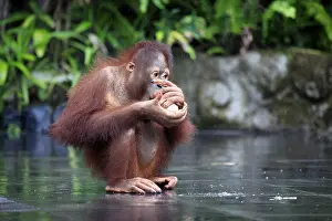 Great Ape Portrait Drucke: Young orangutan with a nut of a coco