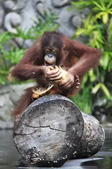 Great Ape Photography Drucke: Young orangutan with a nut of a coco