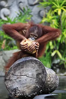 Great Ape Photography Drucke: Young orangutan with a nut of a coco