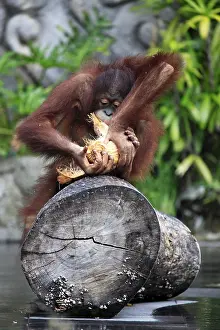 Endangered Species Indonesia Drucke: Young orangutan with a nut of a coco