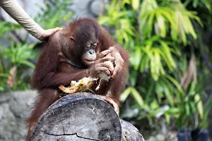 Zoo Animal Photography Drucke: Young orangutan with a nut of a coco