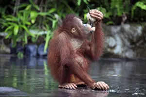 Southeast Asia Animal Drucke: Young orangutan with a nut of a coco
