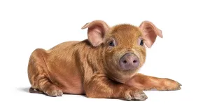 Young Pig Drucke: Young pig lying down looking at the camera (mixedbreed)