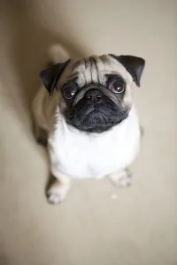 Young Pug Drucke: Young Pug seen from above