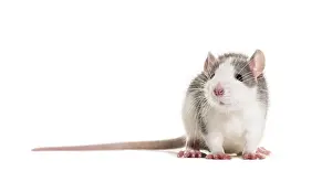 Rodent Animal Photography Drucke: Young Rat against white background