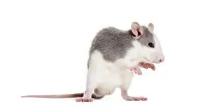 Bright Background Portraits Drucke: Young Rat against white background
